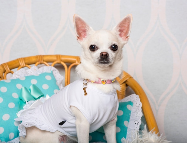 Perro chihuahua sentado en una silla en el estudio, Retrato