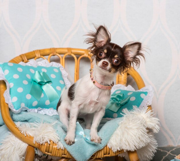 Perro chihuahua sentado en una silla en el estudio, Retrato