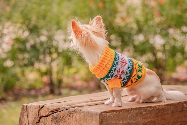 Un perro chihuahua se sienta frente a la cámara con un suéter de punto amarillo en el parque