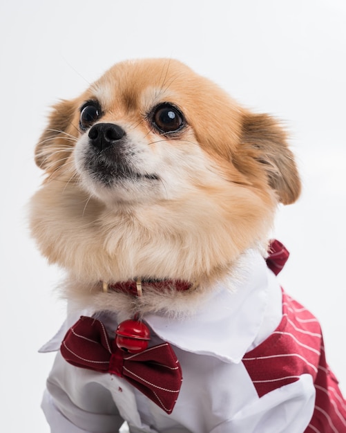 Perro chihuahua con traje