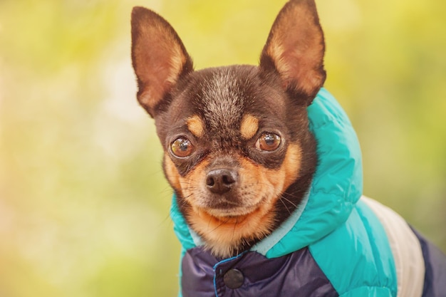 Perro chihuahua tricolor en una chaqueta azul Retrato de un perro mascota en un paseo