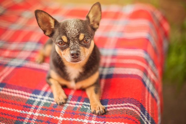 Perro chihuahua tricolor en una manta roja El perro está acostado