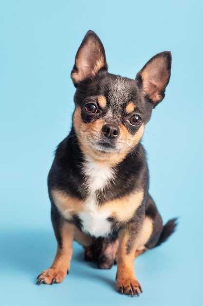 Perro chihuahua tricolor sobre un fondo azul Foto de estudio de un perro Mascota