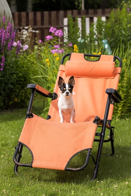 El perro chihuahua se para en una tumbona naranja