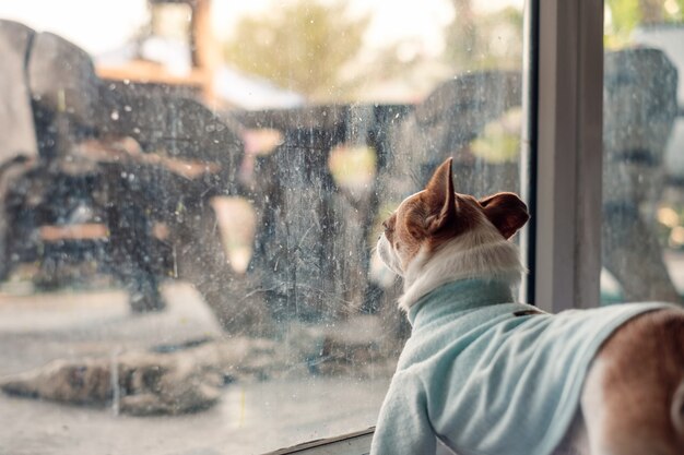 Perro Chihuahua usa tela azul esperando algo en la sala de cristal