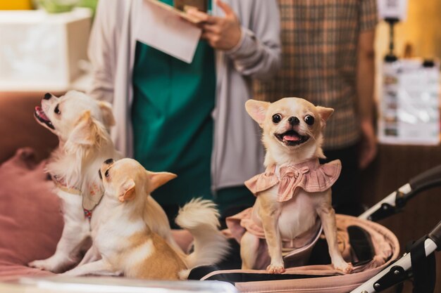 Perro Chihuahua en un vestido en un cochecito