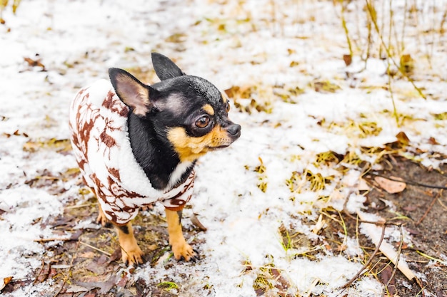 Perro chihuahua vestido en invierno en un día de nieve Animal mascota