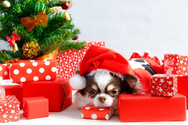 Perro Chihuahua vistiendo un traje rojo de santa de Navidad con caja de regalo y mira a la cámara. aislado sobre fondo blanco.