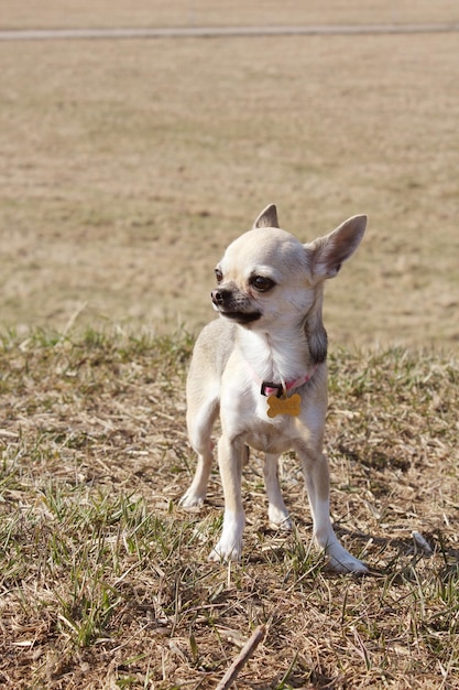 Perro chihuahua