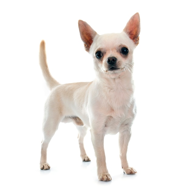 Perro chihuahua