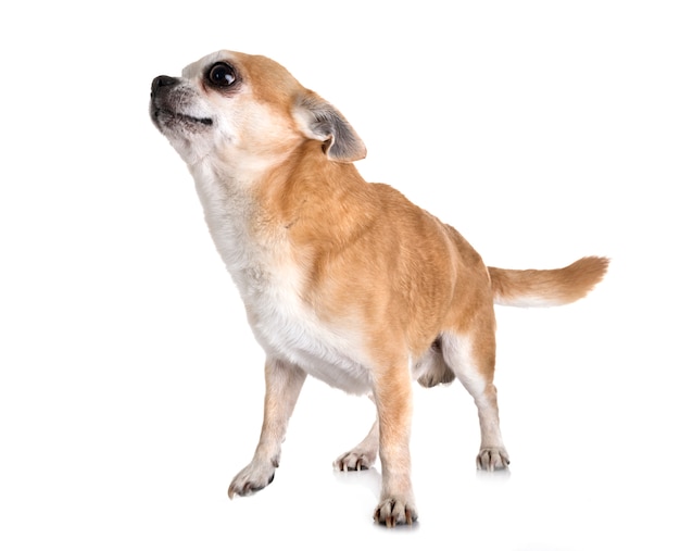 Perro chihuahua