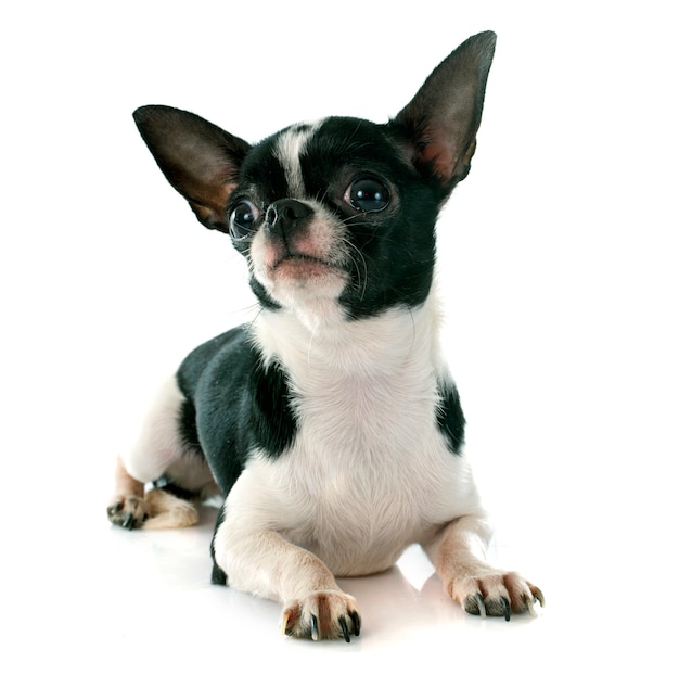 perro chihuahua