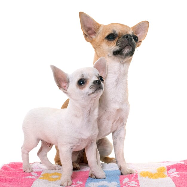 perro chihuahuas joven