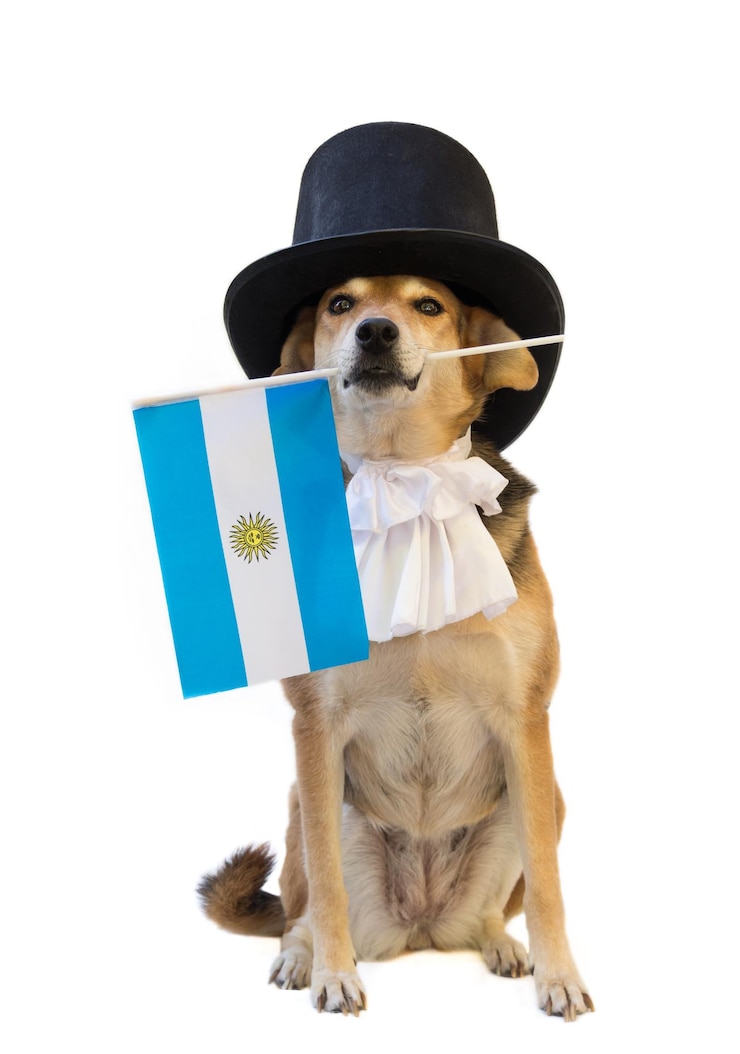 Perro con chorrera negra y bandera argentina