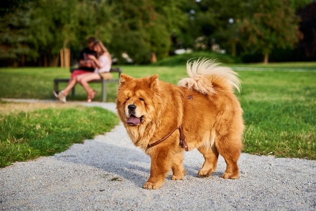 Perro chow chow en el parque