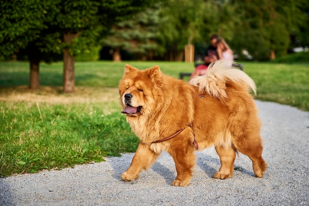 Perro chow chow en el parque