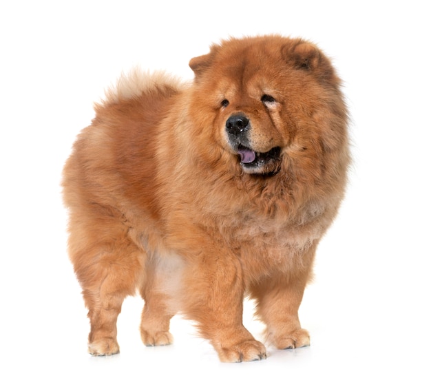 perro chow chow