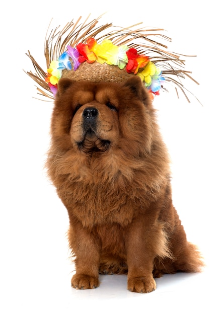 perro chow chow