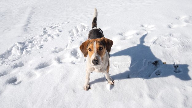 Perro chucho en el retrato de la nieve