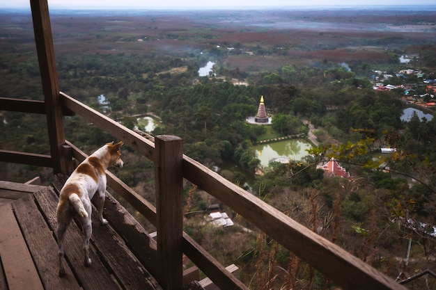 El perro en la cima de la montaña.