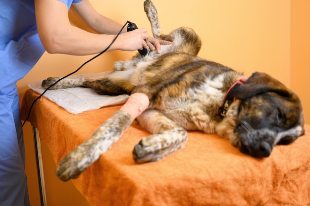 Foto perro en la clínica veterinaria está siendo afeitado antes de la cirugía