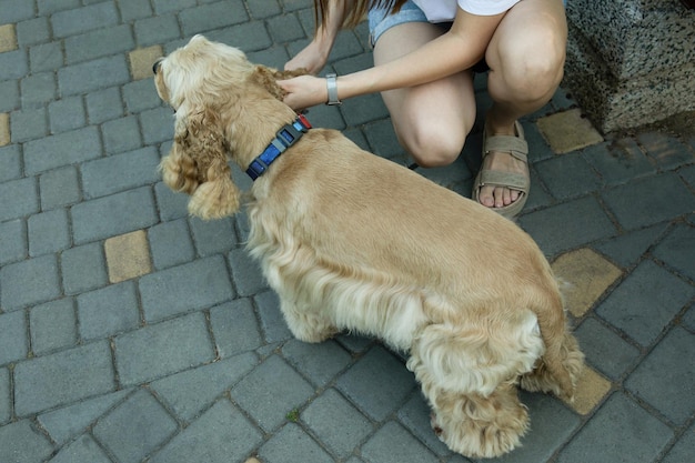 Perro cocker spaniel americano de paseo