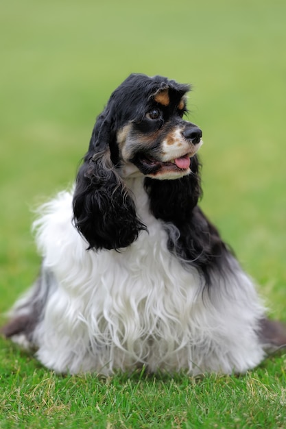 Perro Cocker Spaniel americano en verde hierba de verano