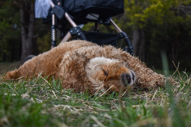 Perro Cocker Spaniel descansa sobre el césped