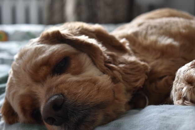 Perro Cocker Spaniel duerme en la cama