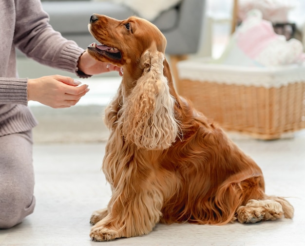 Perro cocker spaniel inglés disfrutando de las manos de la mujer propietaria sentada en el suelo en casa