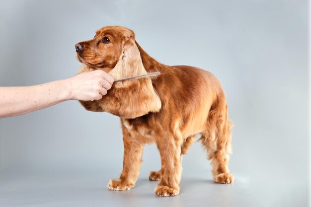 Un perro Cocker Spaniel inglés en un fondo gris mientras peina el pelaje de sus orejas