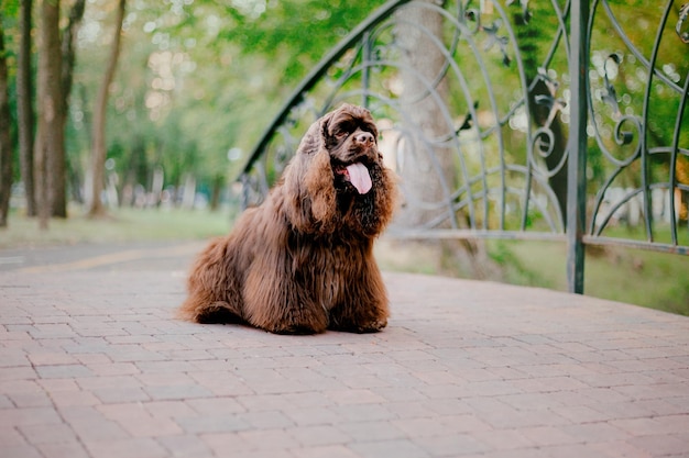 Perro cocker spaniel inglés en el parque. Hermoso perro sobre hierba verde.