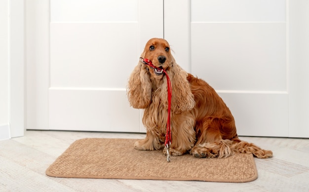 Perro cocker spaniel inglés sosteniendo la correa roja y esperando caminar mientras está sentado cerca de la puerta en casa