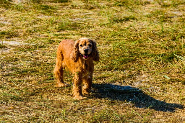 Perro cocker spaniel de jengibre en una hierba verde