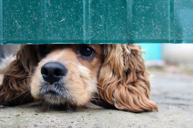 Perro Cocker Spaniel mira desde debajo de la valla