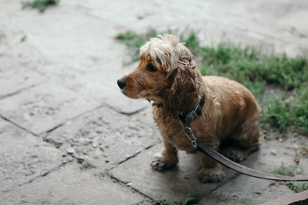 Perro cocker spaniel en el parque