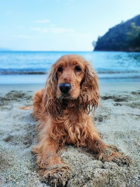 El perro cocker spaniel en la playa