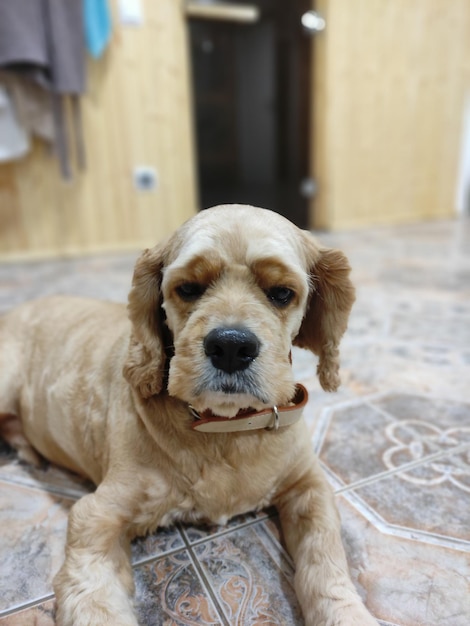 Perro cocker spaniel tirado en el suelo