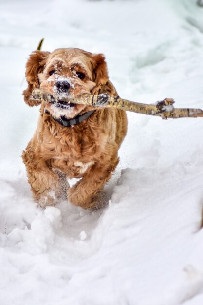 Perro Cocker Spaniel en Winter Park