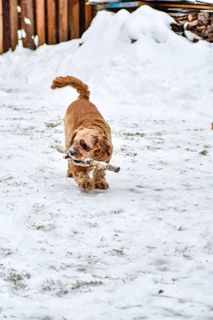 Perro Cocker Spaniel en Winter Park