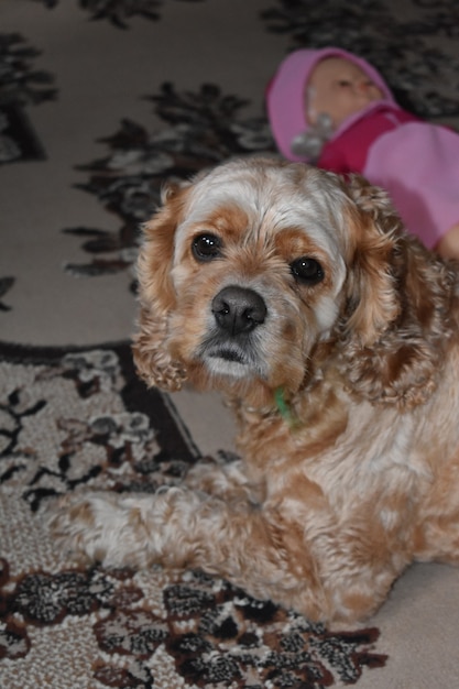 Perro Cocker Spaniel yace sobre una alfombra