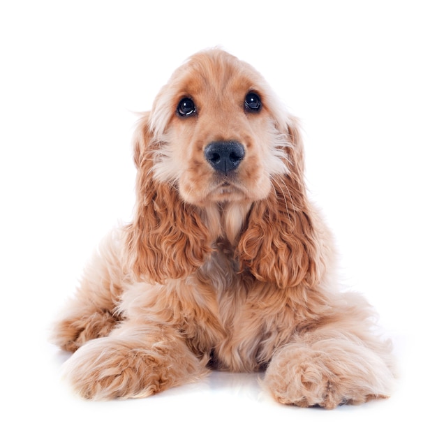 perro cocker spaniel