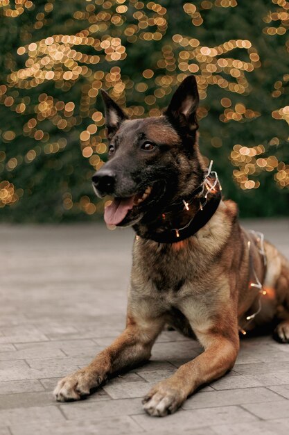 Un perro con un collar que dice 'el collar del perro'