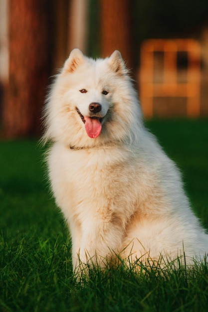 Foto un perro con un collar que dice feliz en la parte inferior.