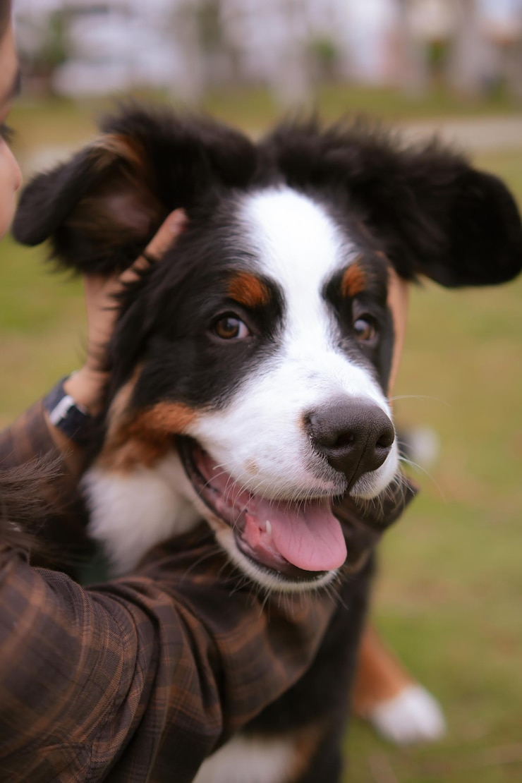 Foto un perro con un collar que dice el perro
