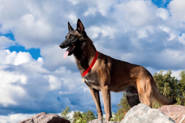 Un perro con un collar rojo se para sobre rocas frente a un cielo nublado.