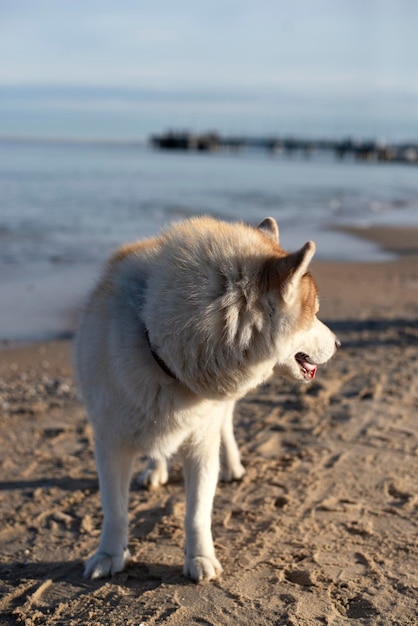 Un perro con collar