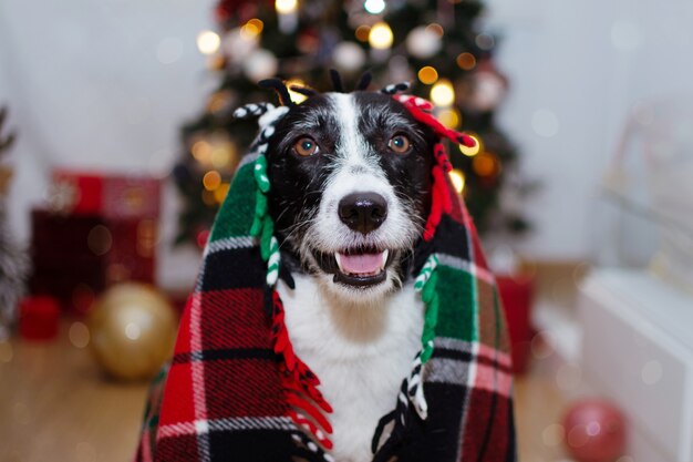 Perro collie boder cubierto con una manta cálida bajo las luces del árbol de navidad.