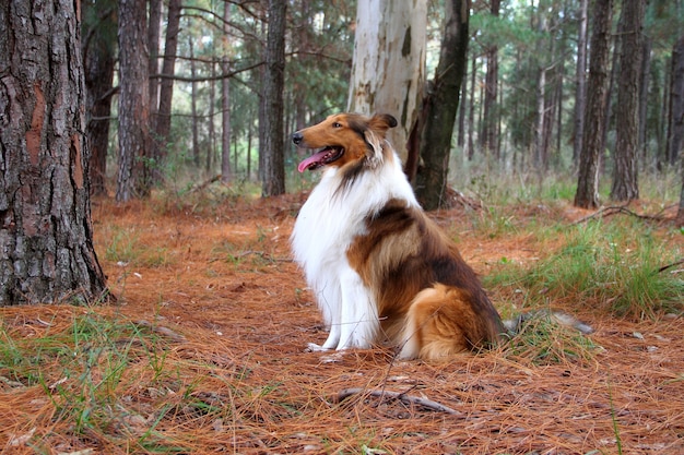 Perro collie en el bosque de pinos