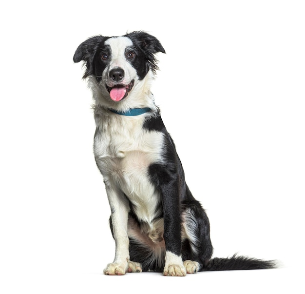 Perro collie de frontera aislado en blanco